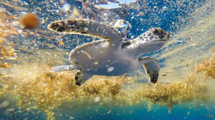 Scientists Discover Peaceful Turtle Playground in the Sargasso Sea