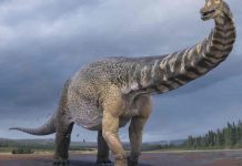New dinosaur species confirmed as largest ever found in Australia (Study) New dinosaur species confirmed as largest ever found in Australia (Study)