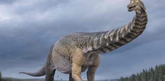 New dinosaur species confirmed as largest ever found in Australia (Study) New dinosaur species confirmed as largest ever found in Australia (Study)