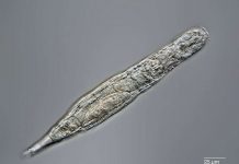 Research: Arctic animal resurrected after 24,000 years frozen in Siberian Research: Arctic animal resurrected after 24,000 years frozen in Siberian