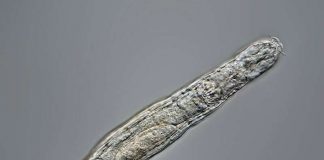 Research: Arctic animal resurrected after 24,000 years frozen in Siberian Research: Arctic animal resurrected after 24,000 years frozen in Siberian