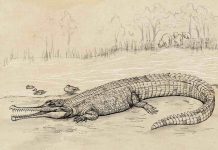 Research: Huge prehistoric croc ‘river boss’ prowled SEQ waterways Research: Huge prehistoric croc 'river boss' prowled SEQ waterways