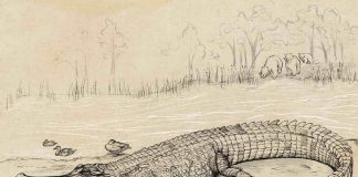 Research: Huge prehistoric croc ‘river boss’ prowled SEQ waterways Research: Huge prehistoric croc 'river boss' prowled SEQ waterways