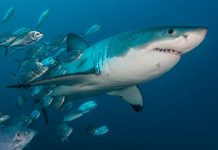 Research: Mysterious Ancient Event Nearly Wiped Out Sharks Research: Mysterious Ancient Event Nearly Wiped Out Sharks