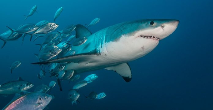 Research: Mysterious Ancient Event Nearly Wiped Out Sharks