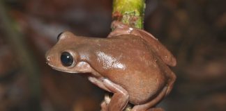 Researchers discover new ‘chocolate frog’ in swamp in New Guinea Researchers discover new ‘chocolate frog’ in swamp in New Guinea