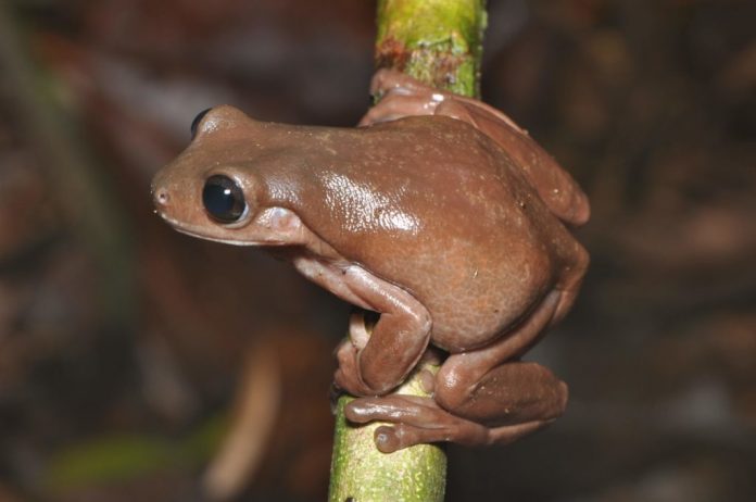 Researchers discover new ‘chocolate frog’ in swamp in New Guinea