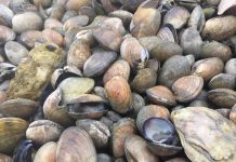 Scientists take part in new monitoring campaign in a bid to find out more about air pollution Scientists take part in new monitoring campaign in a bid to find out more about air pollution