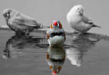 Scientists translate a bird’s brain activity into song Scientists translate a bird's brain activity into song