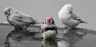 Scientists translate a bird’s brain activity into song Scientists translate a bird's brain activity into song