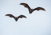 Many Mammals Share Similar Neural ‘GPS System’ Many Mammals Share Similar Neural 'GPS System'