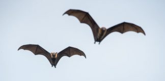 Many Mammals Share Similar Neural ‘GPS System’ Many Mammals Share Similar Neural 'GPS System'