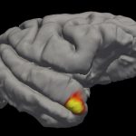 Researchers discover a new class of memory cells in the brain Researchers discover a new class of memory cells in the brain