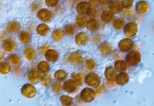 Researchers resurrect ‘forgotten’ genus of algae living in marine animals Researchers resurrect 'forgotten' genus of algae living in marine animals
