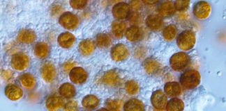 Researchers resurrect ‘forgotten’ genus of algae living in marine animals Researchers resurrect 'forgotten' genus of algae living in marine animals