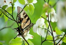 Pollinators: The first global risk index for species declines and effects on humanity (Study) Pollinators: The first global risk index for species declines and effects on humanity (Study)