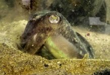 Research: Ageing cuttlefish can remember the details of last week’s dinner Research: Ageing cuttlefish can remember the details of last week’s dinner