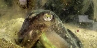 Research: Ageing cuttlefish can remember the details of last week’s dinner Research: Ageing cuttlefish can remember the details of last week’s dinner