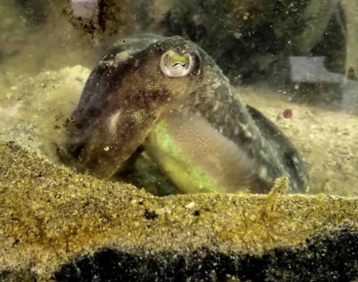 Research: Ageing cuttlefish can remember the details of last week’s dinner