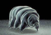 Research found how the water bear evolved to walk Research found how the water bear evolved to walk