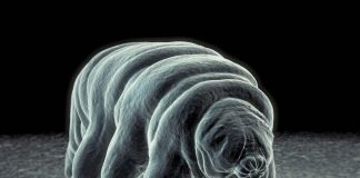 Research found how the water bear evolved to walk Research found how the water bear evolved to walk