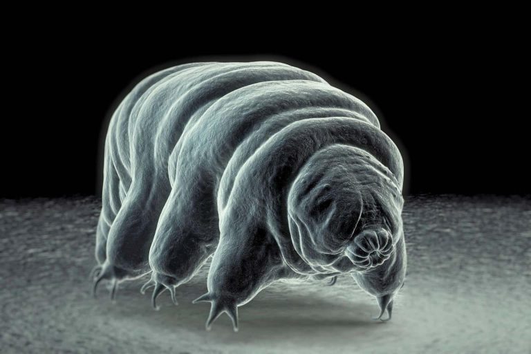 Research found how the water bear evolved to walk Tdnews