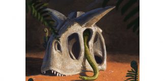 Research: Asteroid that wiped out dinosaurs shaped fortunes of snakes Research: Asteroid that wiped out dinosaurs shaped fortunes of snakes