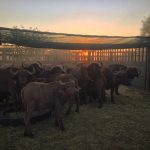 Research on African buffalo offers insights on persistence of highly contagious pathogens Research on African buffalo offers insights on persistence of highly contagious pathogens