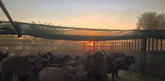 Research on African buffalo offers insights on persistence of highly contagious pathogens Research on African buffalo offers insights on persistence of highly contagious pathogens