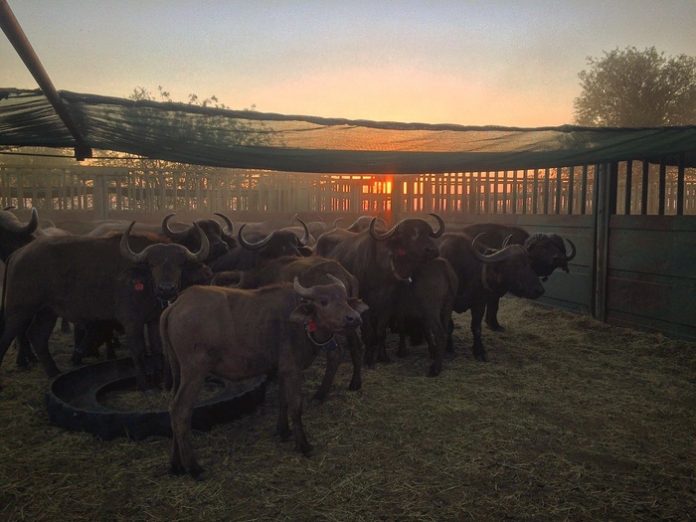 Research on African buffalo offers insights on persistence of highly contagious pathogens