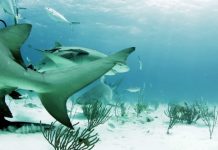 Research shows tiger sharks have social preferences for one another Research shows tiger sharks have social preferences for one another