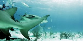 Research shows tiger sharks have social preferences for one another Research shows tiger sharks have social preferences for one another