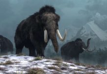 Researchers Plan to Resurrect the Woolly Mammoth This Decade Researchers Plan to Resurrect the Woolly Mammoth This Decade