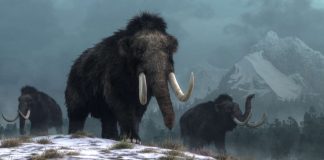 Researchers Plan to Resurrect the Woolly Mammoth This Decade Researchers Plan to Resurrect the Woolly Mammoth This Decade