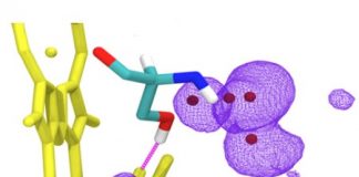 Scientists study untypical haem properties in a mutated protein Scientists study untypical haem properties in a mutated protein