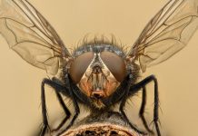 Study provides compelling evidence of the connection between AMR surgical-site infections Study provides compelling evidence of the connection between AMR surgical-site infections