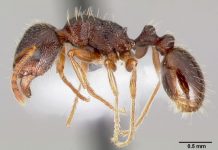 Biologists determine what ants are junk food junkies Biologists determine what ants are junk food junkies