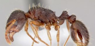 Biologists determine what ants are junk food junkies Biologists determine what ants are junk food junkies