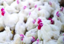 Campylobacter jejuni proven to cause disease in chickens Campylobacter jejuni proven to cause disease in chickens