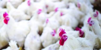 Campylobacter jejuni proven to cause disease in chickens Campylobacter jejuni proven to cause disease in chickens