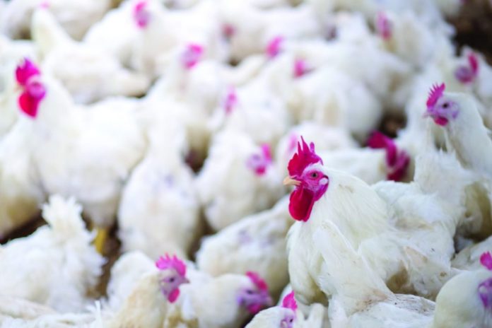 Campylobacter jejuni proven to cause disease in chickens