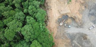 Environment: More inclusive and coherent global action on deforestation urgently needed Environment: More inclusive and coherent global action on deforestation urgently needed