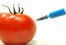 Genetically Modified Organisms: How they are made, and why they aren’t labelled Genetically Modified Organisms: How they are made, and why they aren't labelled