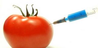 Genetically Modified Organisms: How they are made, and why they aren’t labelled Genetically Modified Organisms: How they are made, and why they aren't labelled