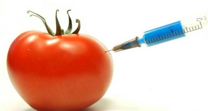 Genetically Modified Organisms: How they are made, and why they aren't labelled