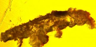 Research: Fossil Discovery Reveals New Species In 16-million-year-old Amber Research: Fossil Discovery Reveals New Species In 16-million-year-old Amber