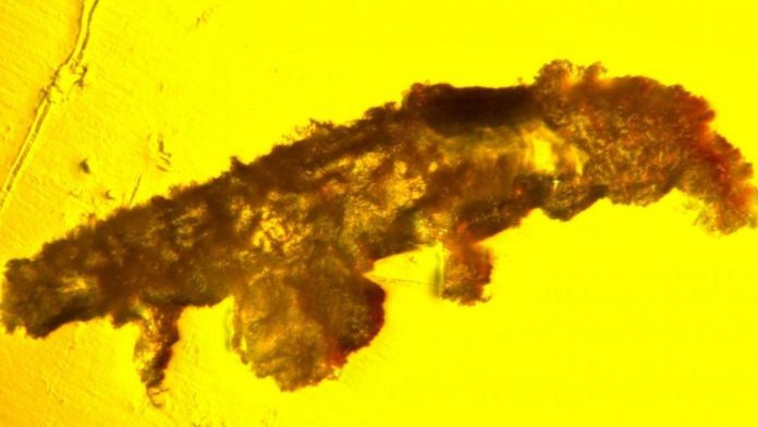Research: Fossil Discovery Reveals New Species In 16-million-year-old Amber