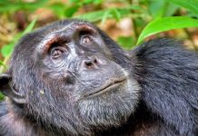 Research: Tree-dwelling mammals survived after asteroid strike destroyed forests Research: Tree-dwelling mammals survived after asteroid strike destroyed forests