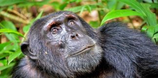 Research: Tree-dwelling mammals survived after asteroid strike destroyed forests Research: Tree-dwelling mammals survived after asteroid strike destroyed forests