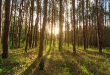 Research finds nature-based activities can improve mood, reduce anxiety Research finds nature-based activities can improve mood, reduce anxiety